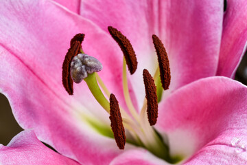 Beautiful pinkish white lily in macro photography © Andrejs