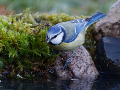 La m&eacute;sange bleue