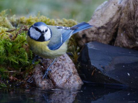 La m&eacute;sange bleue