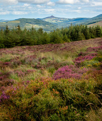 Sugarloaf mountain, Wicklow, Ireland