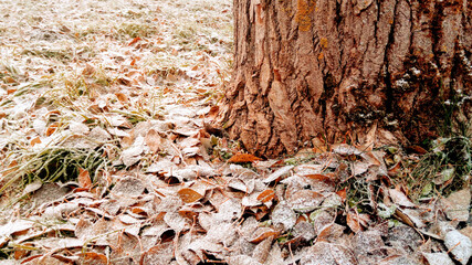 fallen autumn leaves in the frost in the woods