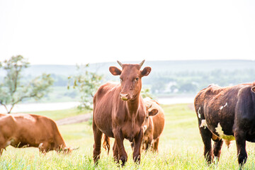 Several brown cattle in Russia. Several brown and white hybrid cows close-up with the rest of the herd out of focus in the background with negative space at the top. Symbol of 2021