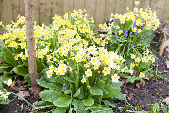 English primroses, primula vulgaris, common primrose flower, UK