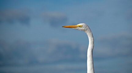 Closeup of great egret, showing scarred beak and intense look in the eye.