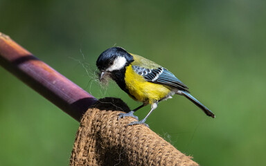 A Green backed Tit collecting sack threads to build her new home.