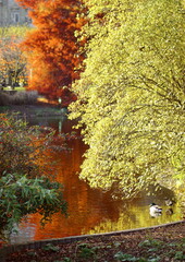 Beautiful autumn scene at a pond with ducks and trees at the Warmer Damm in Wiesbaden the state capital of Hessen in Germany