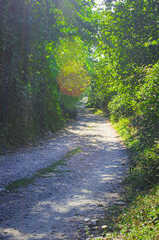 A green wooded road to a sunny day.