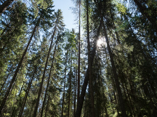 Fototapeta premium Spruce canopies in natural coniferous forest