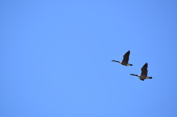 birds in flight