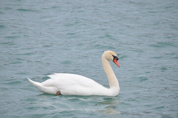 swan on the lake