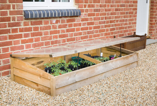 Vegetables growing in a cold frame in a UK garden