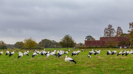 Group of white storks gathered in the fields in the Netthelands at the end of the summer before...