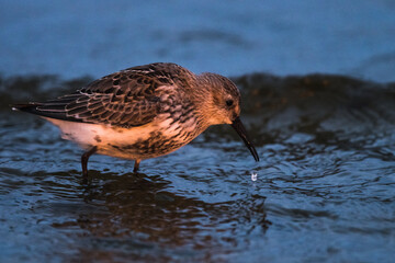 Dunlin, Calidris alpina, in a simple dress on the beach of the Baltic Sea on Oland Sweden