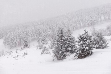 snow covered trees in winter