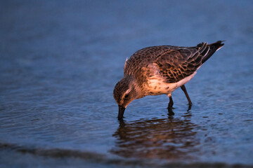 Dunlin, Calidris alpina, in a simple dress on the beach of the Baltic Sea on Oland Sweden