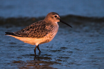 Dunlin, Calidris alpina, in a simple dress on the beach of the Baltic Sea on Oland Sweden