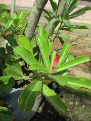 Obraz premium Flowers that are still close will continue their growth so that they bloom