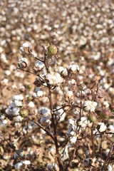 Arizona cotton field, cotton, bolls, plants, agriculture, farming, 