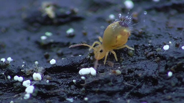 Kugelspringer  (Globular springtail)