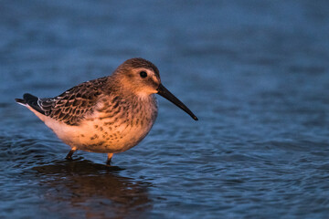 Dunlin, Calidris alpina, in a simple dress on the beach of the Baltic Sea on Oland Sweden