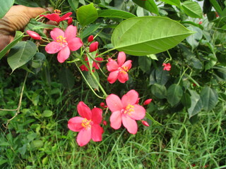 A bunch of flowers blooming on a single branch is simply dazzlingly beautiful