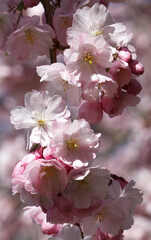 Wunderschöne Kirschblüten aufgeblüht - rosa - rosé - weiß