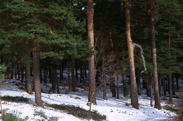 krajobraz góry drzewa natura śnieg las 