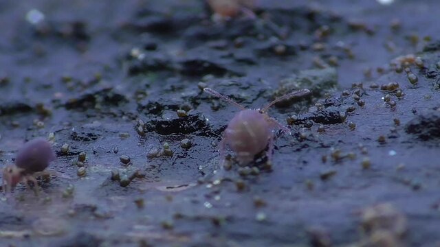 Kugelspringer  (Globular springtail)