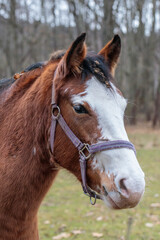 Obraz premium Pferdeportrait - sympathisches Pferd