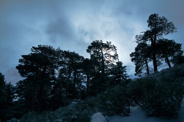 krajobraz góry drzewa natura śnieg las 