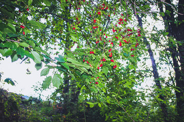 Red dogwood fruit and tree leaves.
