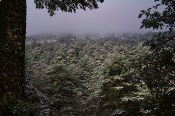 krajobraz góry drzewa natura śnieg las 