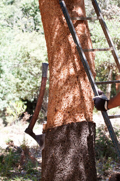 Un alcornoque al que se esta descorchando el corcho de su tronco junto con las herramientas que se emplea para ello, un hacha y una escalera