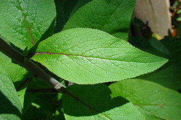 Purple Foxglove (Digitalis purpurea)