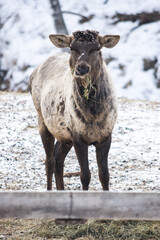 Fototapeta premium View of maral (Cervus elaphus sibiricus)