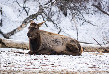 View of maral (Cervus elaphus sibiricus)
