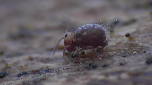 Kugelspringer  (Globular springtail)