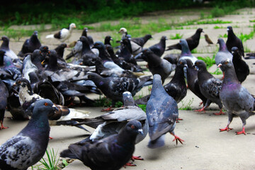 pigeons in the park