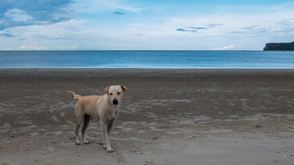 dog on the beach