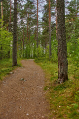 A narrow forest path.Summer cloudy day. The narrow dirt path in the woods. On the sides of the walkway deciduous trees. Russia, landscape, nature, summer