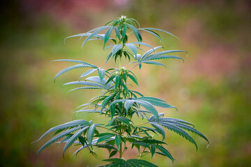 Cannabis plant close-up, marijuana bush	
