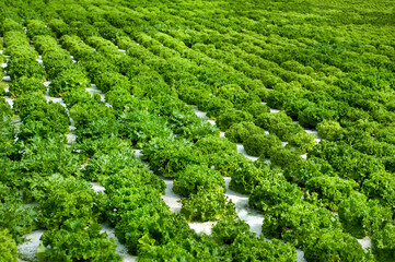 rows of fresh lettuce for Vegetable greenhouse