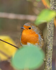 European Robin Perched on a Twig