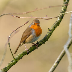 European Robin Perched on a Branch