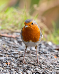 European Robin Standing on the Ground
