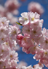 Wunderschöne Kirschblüten aufgeblüht - rosa - rosé - weiß