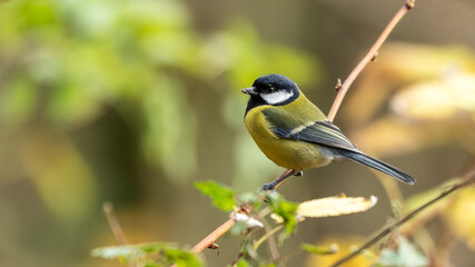 Naklejka premium Beautiful Great Tit Perched on a Twig