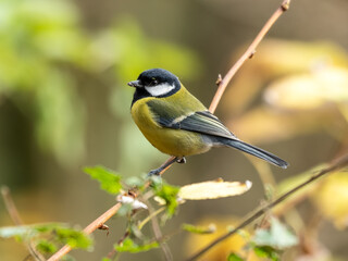 Beautiful Great Tit Perched on a Twig