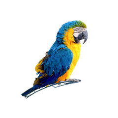 Macaw parrot isolated on white background. Portrait colorful blue and yellow Ara parrot on cage.