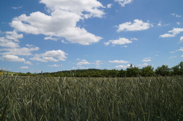 green ears of wheat in a field on a Sunny summer day